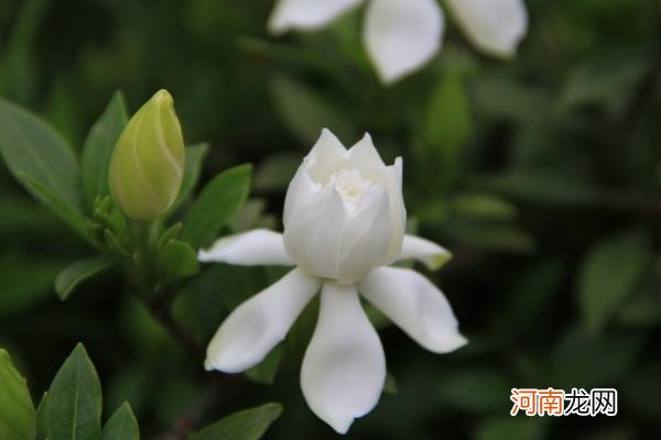 栀子花图片大全 栀子花花语及寓意