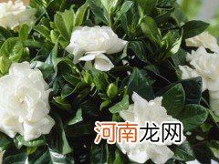 栀子花图片大全 栀子花花语及寓意