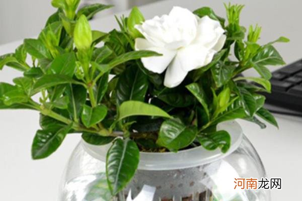 栀子花图片大全 栀子花花语及寓意