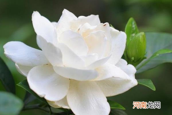 栀子花图片大全 栀子花花语及寓意