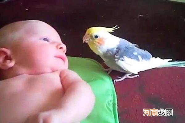 鹦鹉吃什么水果最好 鹦鹉能吃的水果列表