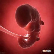 10张图读懂胎儿发育的全过程 胎儿发育过程图