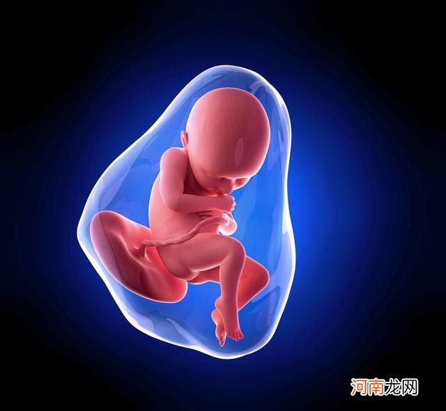五个半月的胎儿发育情况 五个半月的胎儿真实图