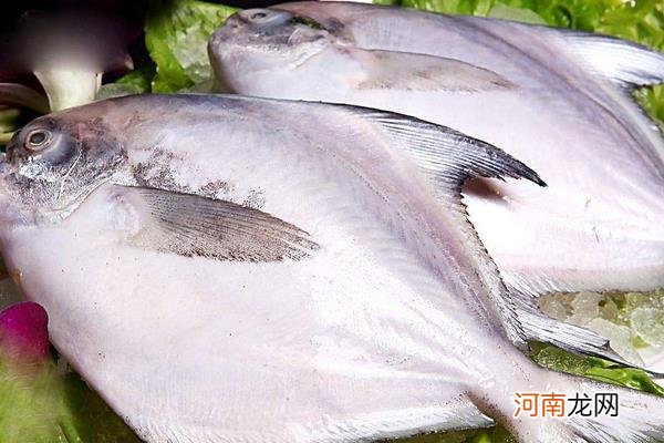 鲳鱼市场价格 鲳鱼多少钱一斤