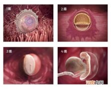1-40 周胎儿发育高清图 胎儿的发育过程图片