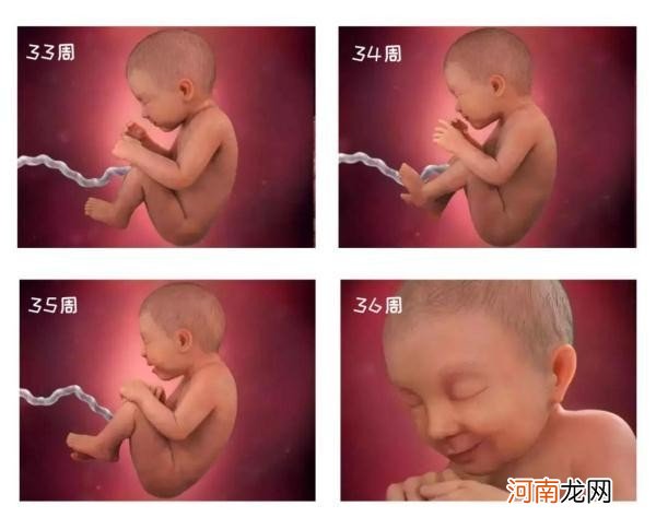 1-40 周胎儿发育高清图 胎儿的发育过程图片