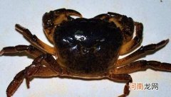 活螃海蟹怎么储存放最好 活螃蟹怎么储存比较新鲜