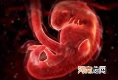 胎儿发育全过程图 胎儿发育标准对照图
