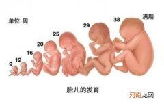 37周发育标准数据 怀孕37-40周胎儿发育情况