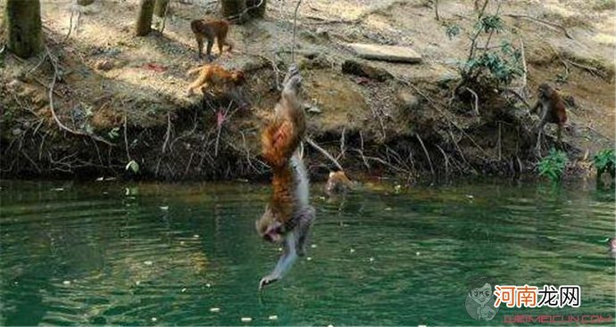 水猴子水鬼长什么样子的图片曝光 水猴子为什么要拉人