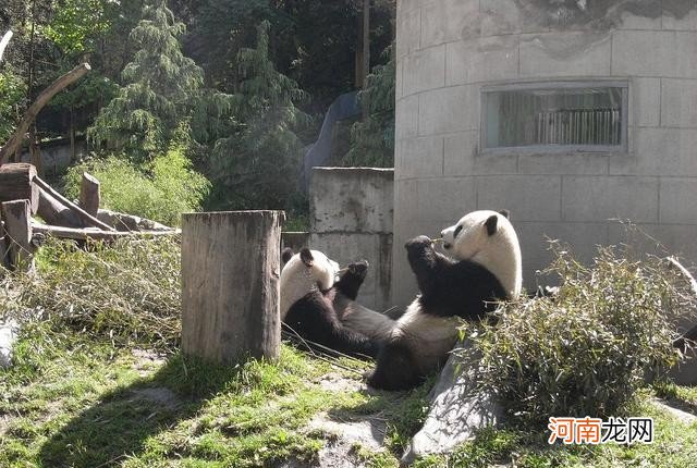 大熊猫有哪些生活习惯 大熊猫的生活习性