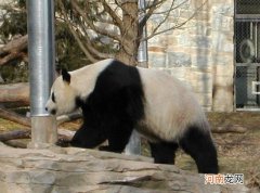 大熊猫有哪些生活习惯 大熊猫的生活习性