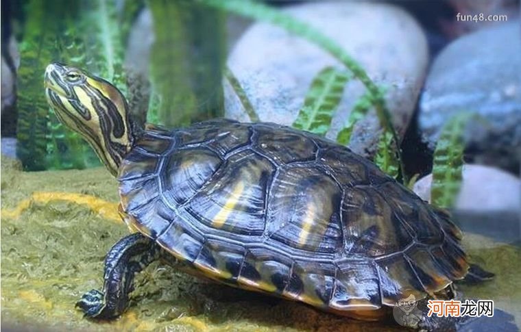 巴西龟怎么看年龄