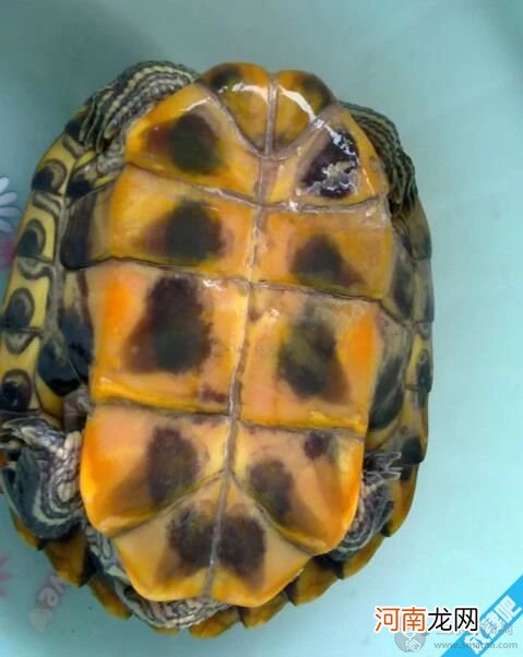 巴西龟怎么看年龄