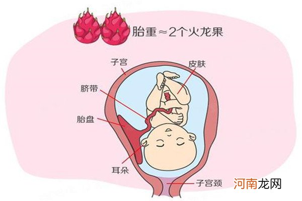 胎儿1-40周发育图 怀孕各周期胎儿发育图最详细