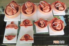 胎儿1-40周发育图 怀孕各周期胎儿发育图最详细
