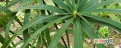 棕竹的养殖方法和注意事项有什么 棕竹的养殖方法和注意事项有哪些