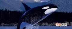 鲸鱼的象征意义 鲸鱼有如下象征意义