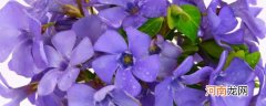 盆栽紫罗兰怎么养 盆栽紫罗兰如何养