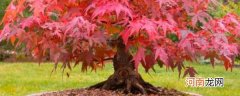 盆栽红枫树怎么养 盆栽红枫树养殖方法