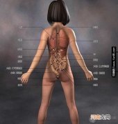 美女人体器官内部结构透视图