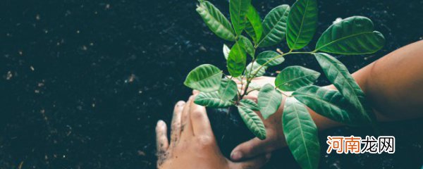 植树节的由来意义介绍 植树节的来历和意义