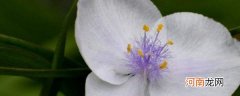 白花紫露草的特点有哪些主要价值 白花紫露草的特点有什么用途