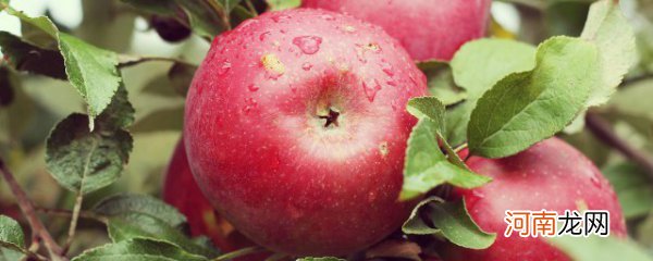 苹果为什么可以催熟 为什么苹果能催熟别的水果