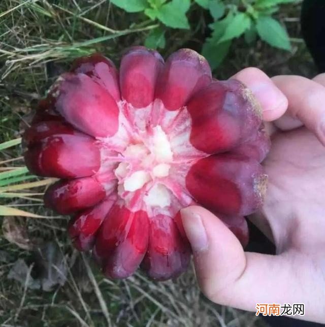 100多种罕见水果欣赏 100种水果图片