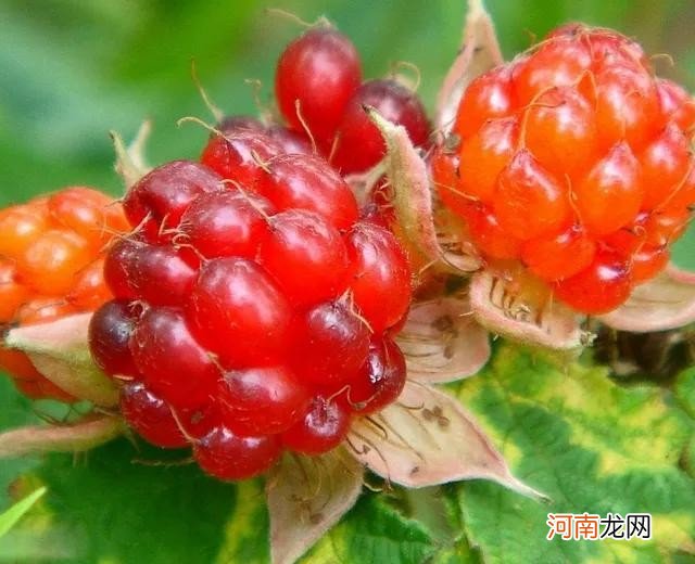 100多种罕见水果欣赏 100种水果图片