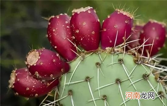 100多种罕见水果欣赏 100种水果图片