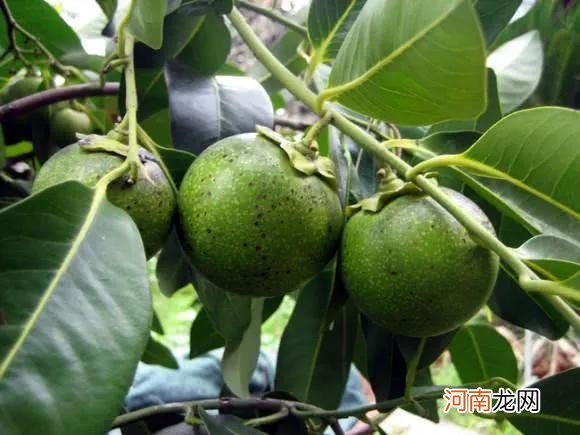 100多种罕见水果欣赏 100种水果图片