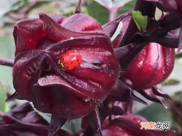 100多种罕见水果欣赏 100种水果图片