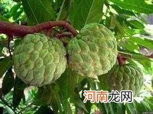 100多种罕见水果欣赏 100种水果图片