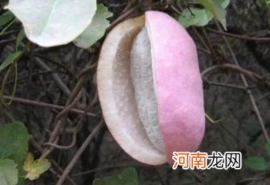 100多种罕见水果欣赏 100种水果图片