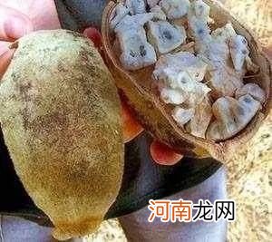 100多种罕见水果欣赏 100种水果图片