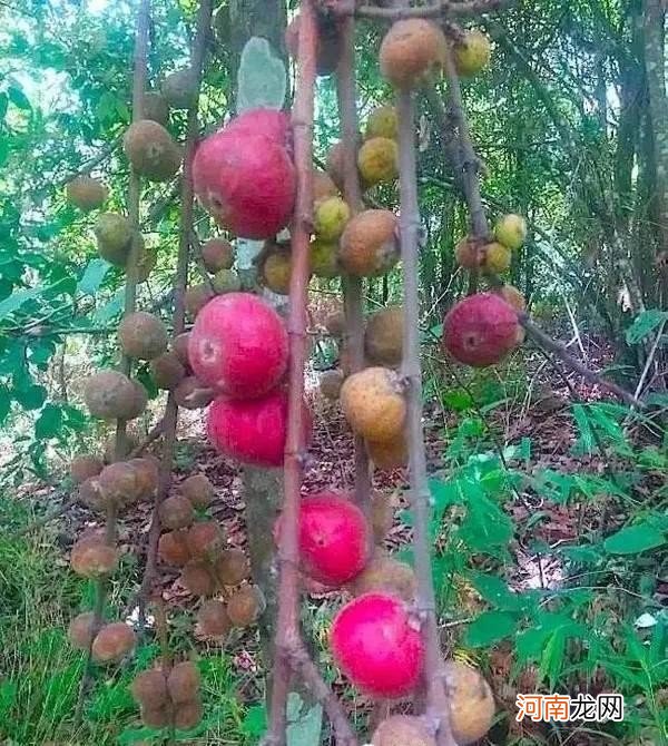 100多种罕见水果欣赏 100种水果图片