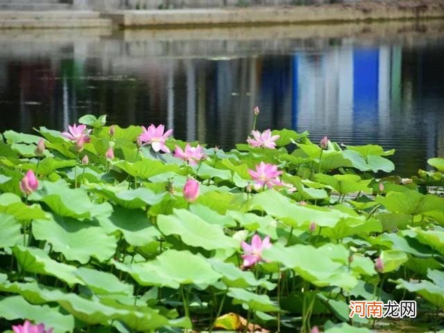 家中自制香菇酱秘制配方 正宗香菇酱的做法及配方