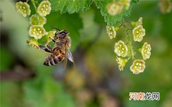 松花粉号称天下第一粉 国珍松花粉效果怎么样