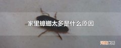 家里蟑螂太多是什么原因