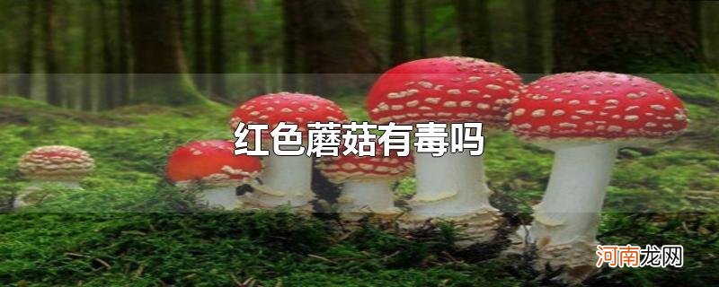 红色蘑菇有毒吗