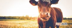 新手养牛禁忌和养牛注意事项有哪些 新手养牛禁忌和养牛须知