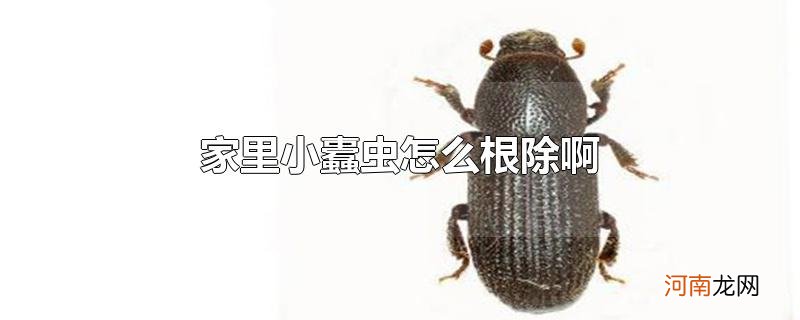 家里小蠹虫怎么根除啊