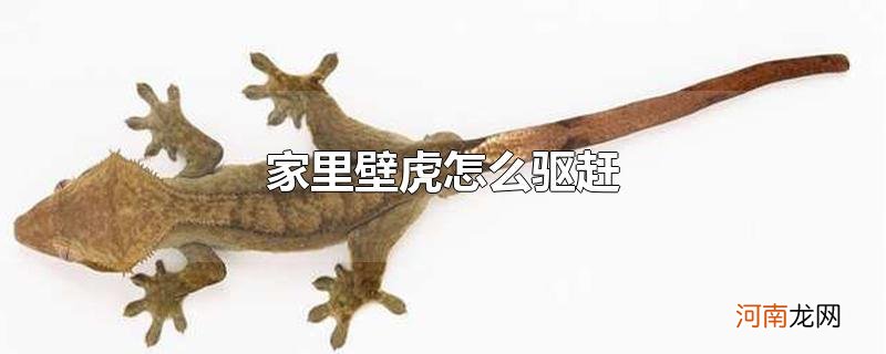 家里壁虎怎么驱赶