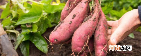 种红薯用什么肥料合适 种红薯用啥肥料合适