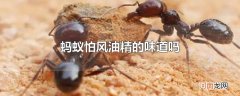蚂蚁怕风油精的味道吗