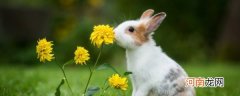 兔子怎么养殖才能长的快 养殖兔子方法