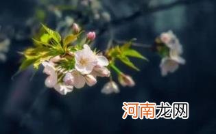 春季脸过敏了怎么办优质