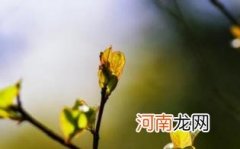 春季皮肤干燥吃什么好呢优质