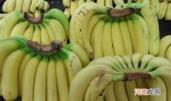 香蕉和芭蕉到底有什么区别 芭蕉和香蕉的区别